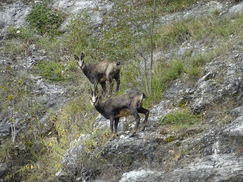 Rupicapra rupicapra.....dal Trentino Alto Adige